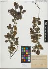 Foto von Salix myrsinifolia Salisb.